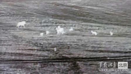 邊防軍出奇事:白天見珍稀動物晚上拍狼馬大戰