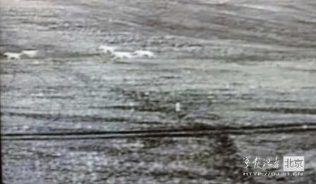 邊防軍出奇事:白天見珍稀動物晚上拍狼馬大戰