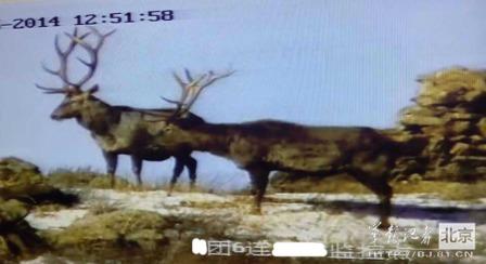 邊防軍出奇事:白天見珍稀動物晚上拍狼馬大戰