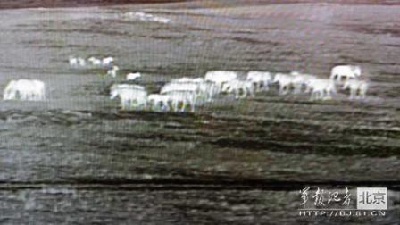 邊防軍出奇事:白天見珍稀動物晚上拍狼馬大戰