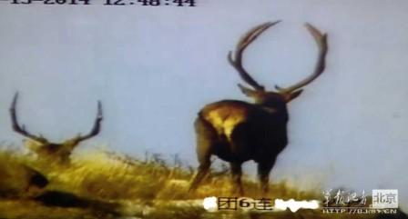 邊防軍出奇事:白天見珍稀動物晚上拍狼馬大戰
